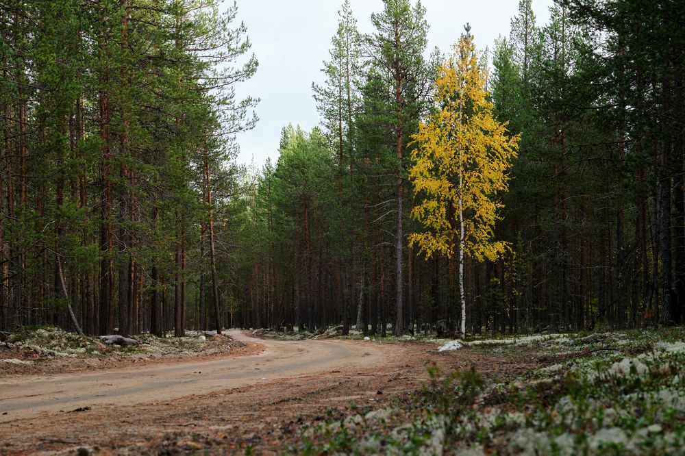 Одна среди чужих