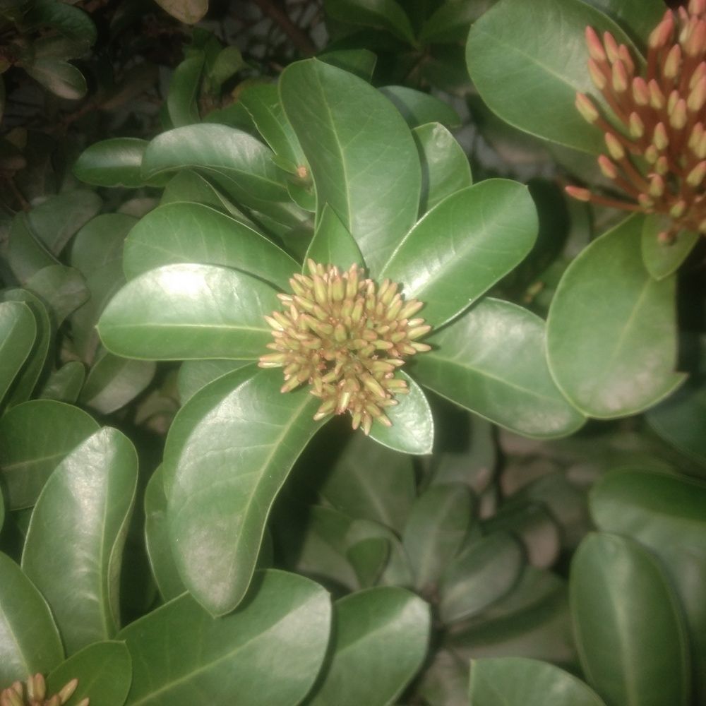 Photo #11137036