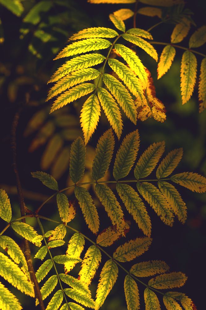 Photograph by Елена Амозова