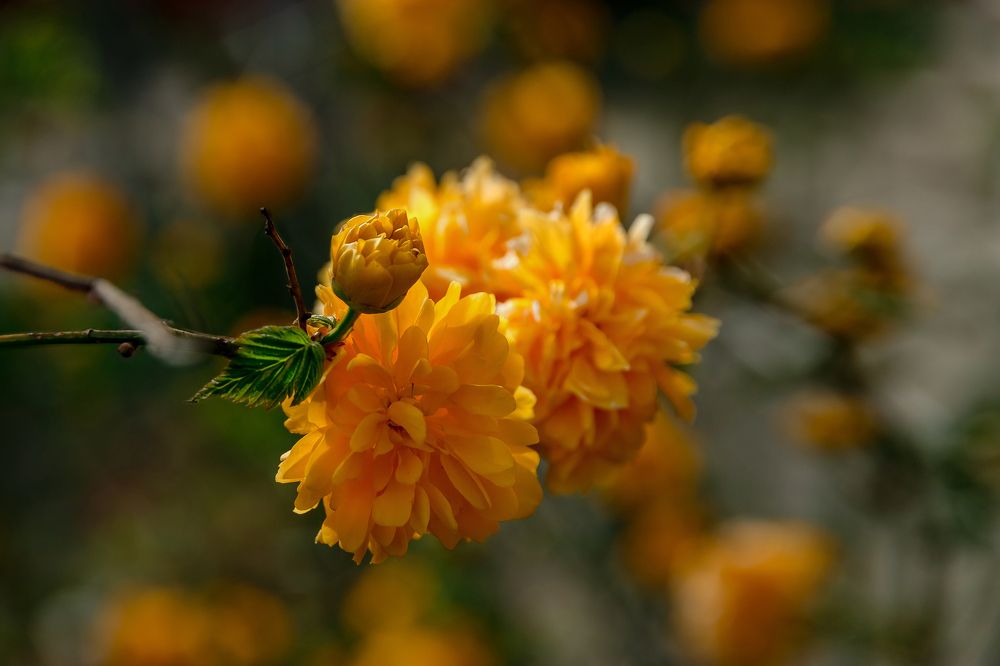 Photograph by Виталий Шкадинов