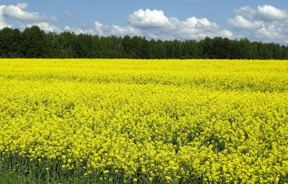 Жёлтое поле с рапсом