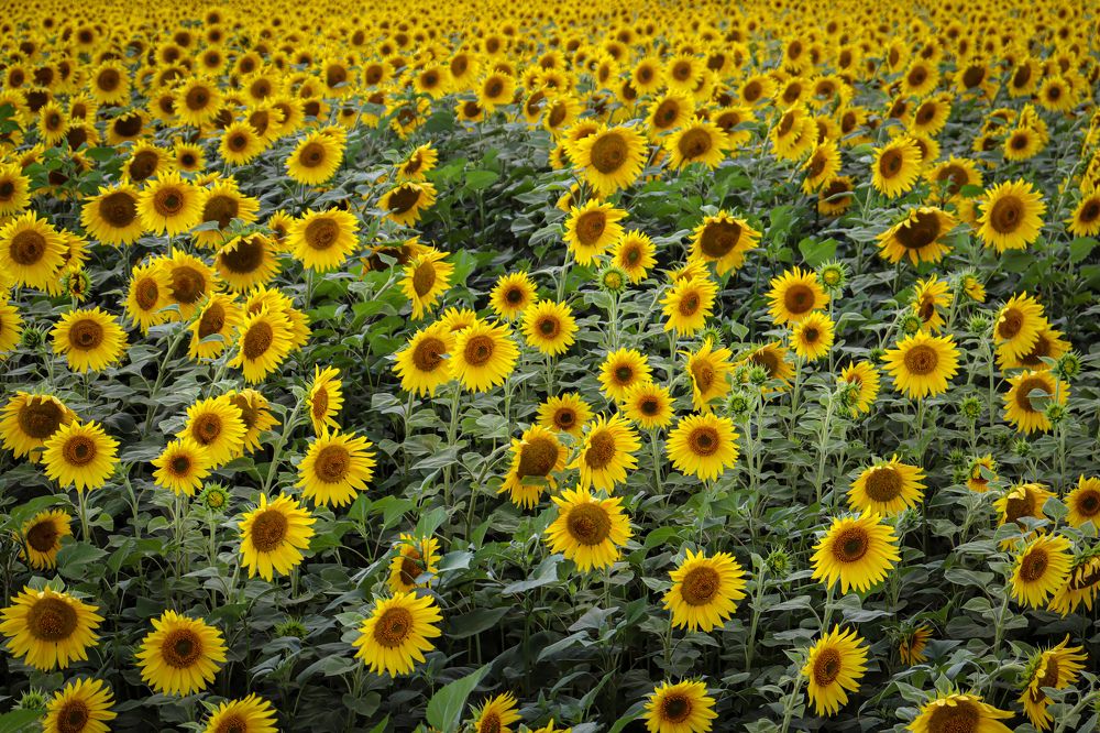 Фотография автора Юлия Гантимурова