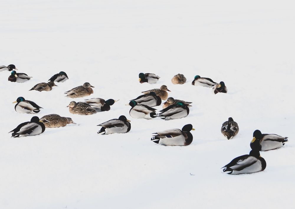 Фотография автора Юлия Гантимурова