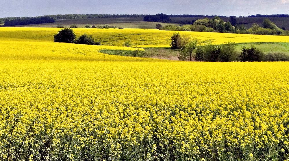 Перед дождём на рапсовом поле
