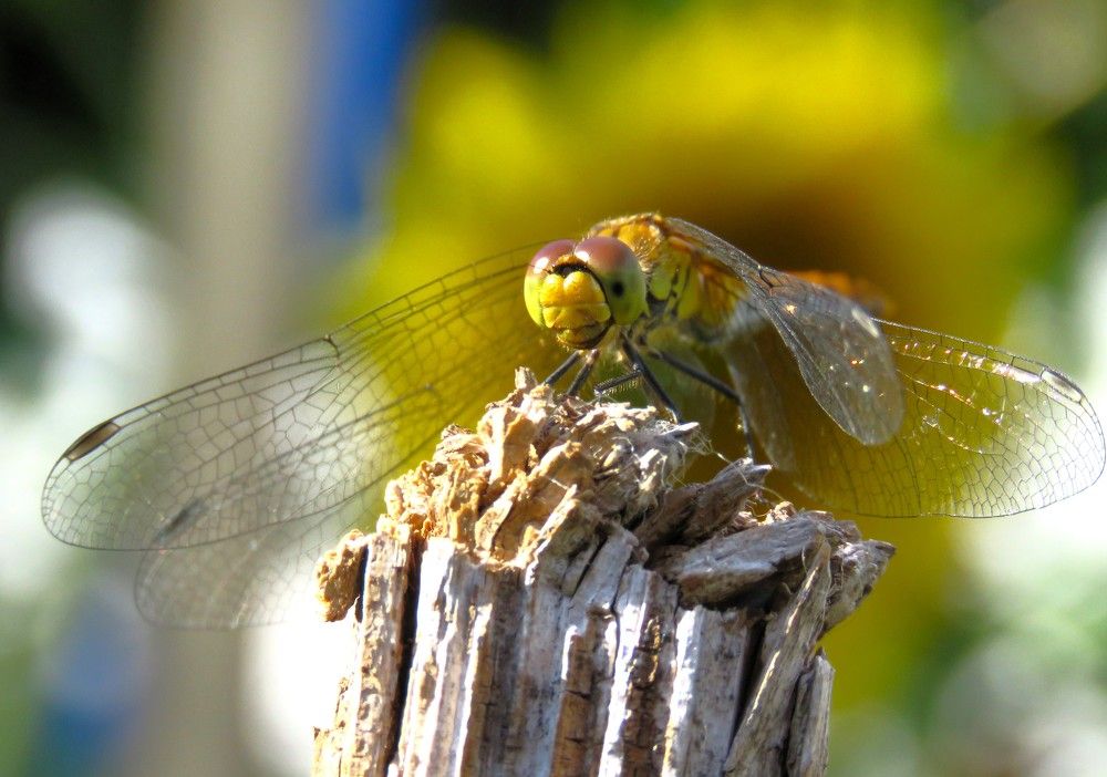 Photograph by НАТАЛЬЯ РОДИНА