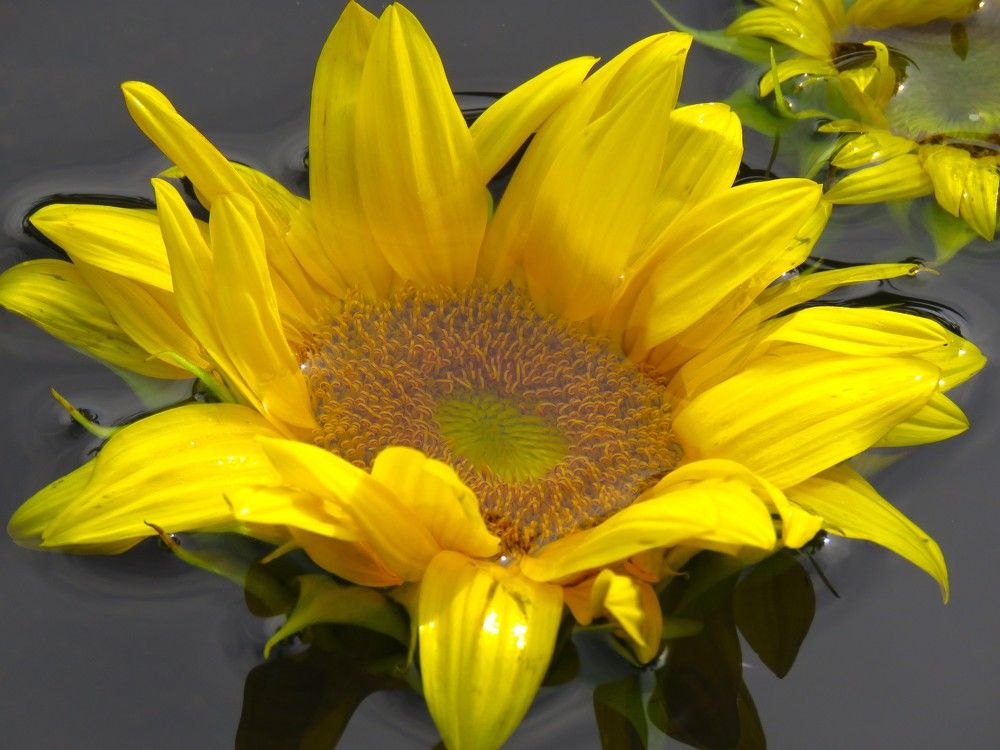 Photograph by НАТАЛЬЯ РОДИНА