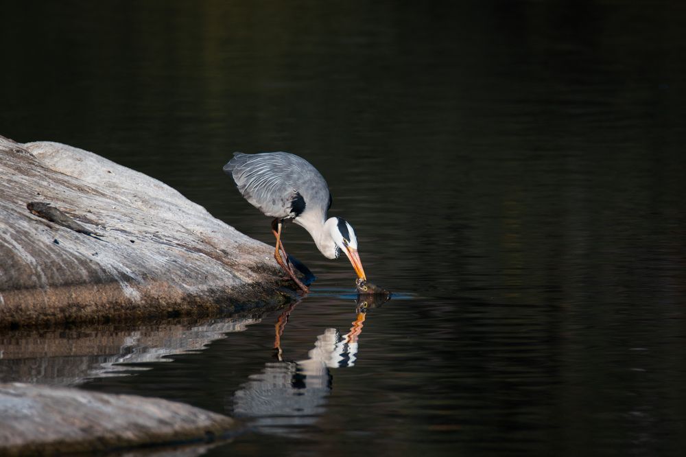 Фотография автора Anne Shchurok