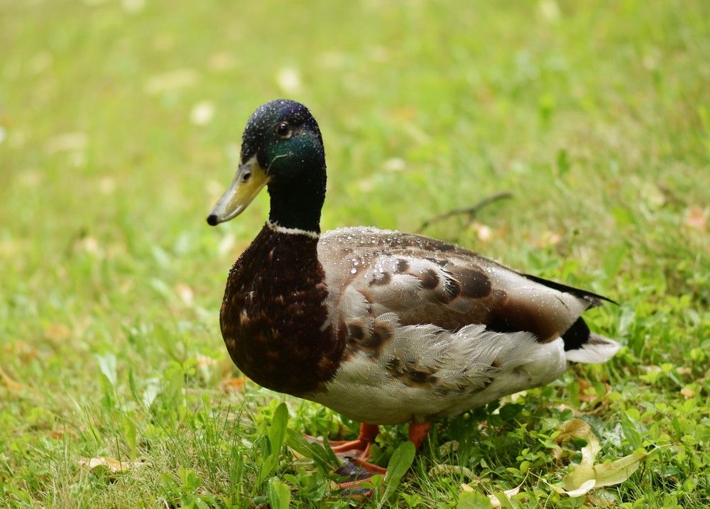 Photograph by Жанна Чередниченко