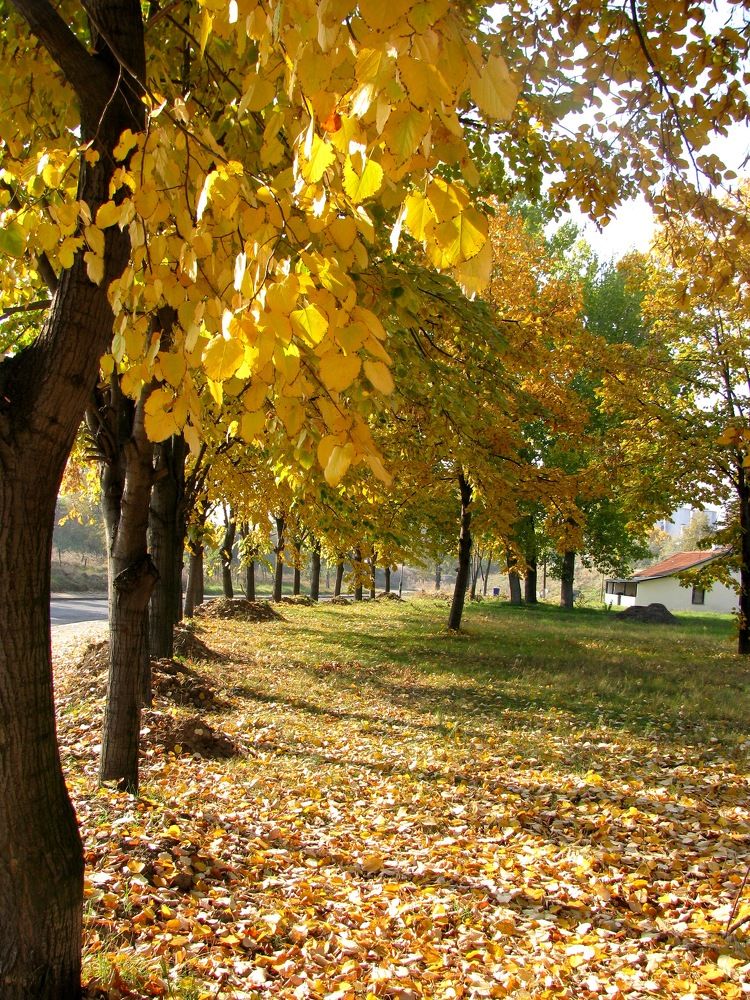 Photograph by Zoran Ivanovski