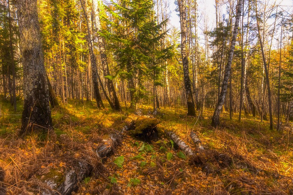 Photograph by Наталья Дроздова