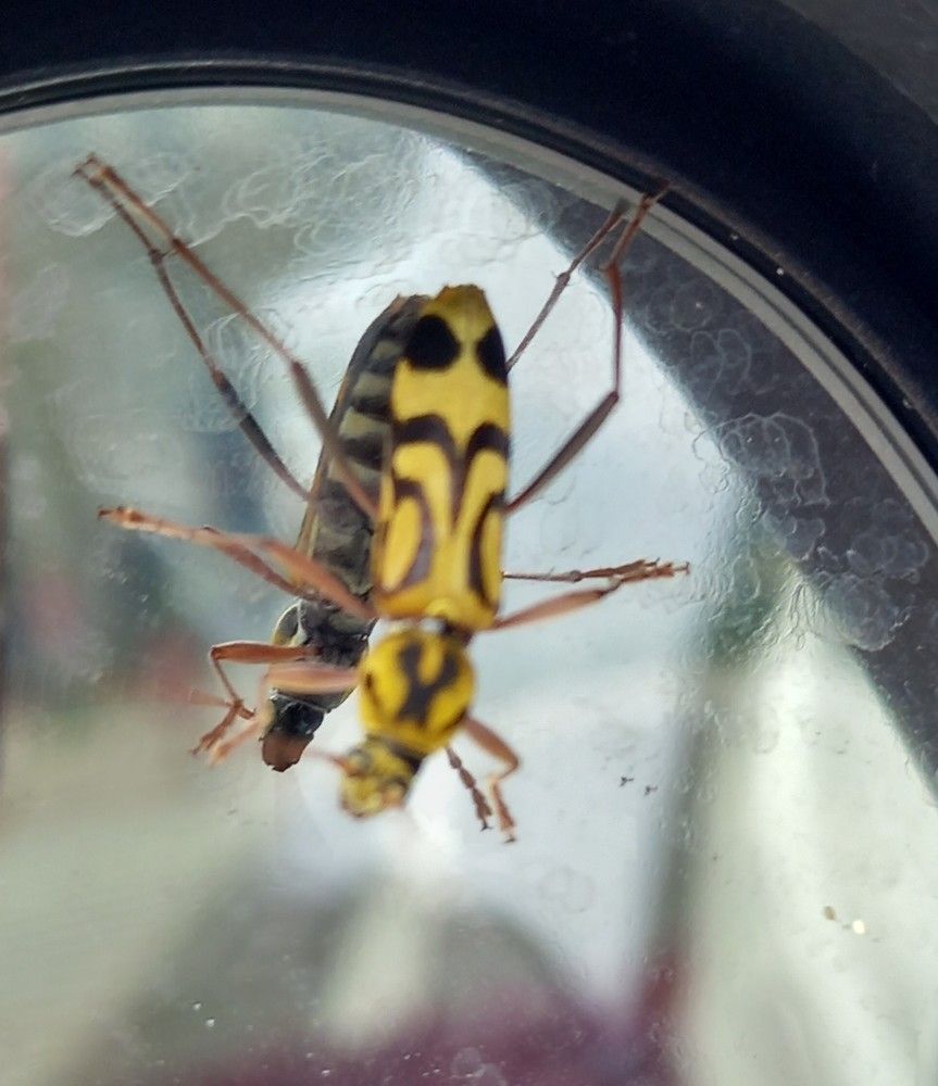 Yellow-winged insect