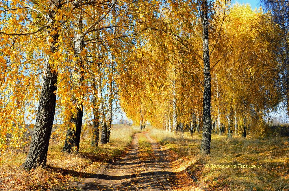 Фотография автора ВЛАДИМИР Тертышник