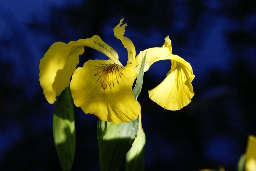 Болотный ирис