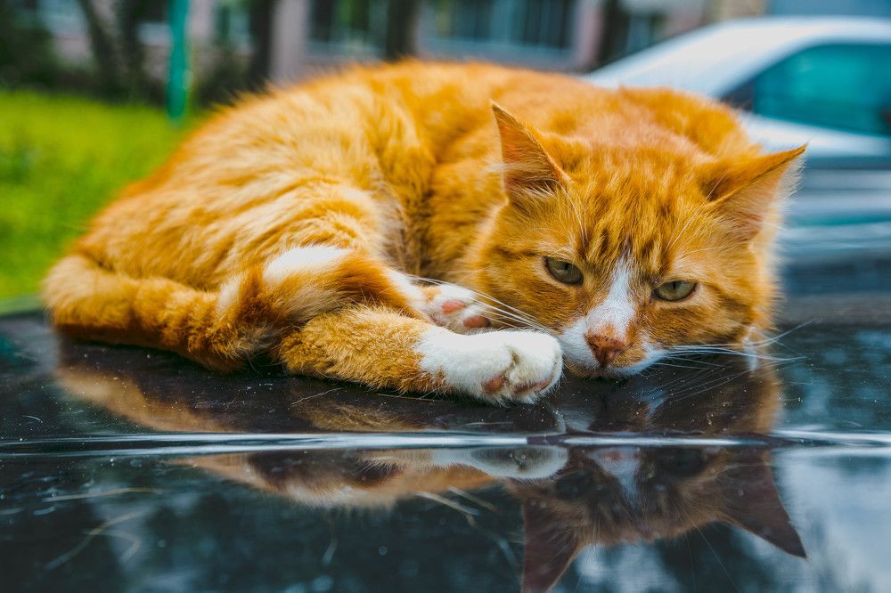 Фотография автора Екатерина Счасная