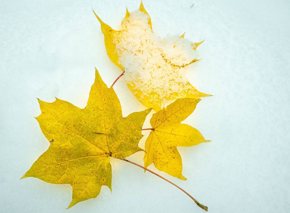 Фотография автора Екатерина Счасная