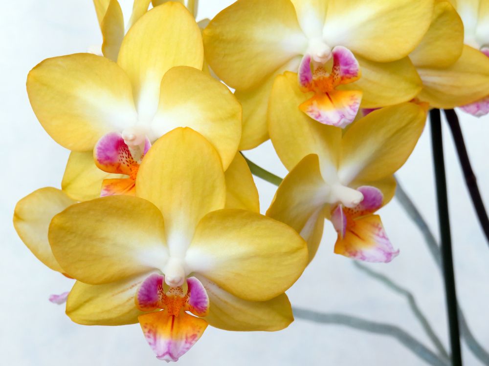 Yellow orchid flowers