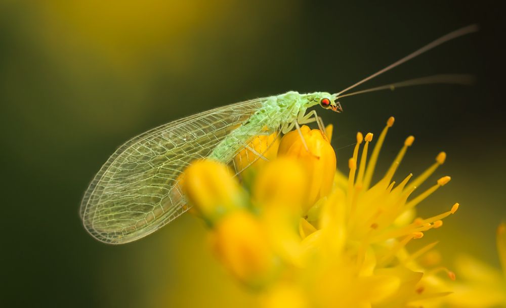 Photograph by Тараненко Анжелика