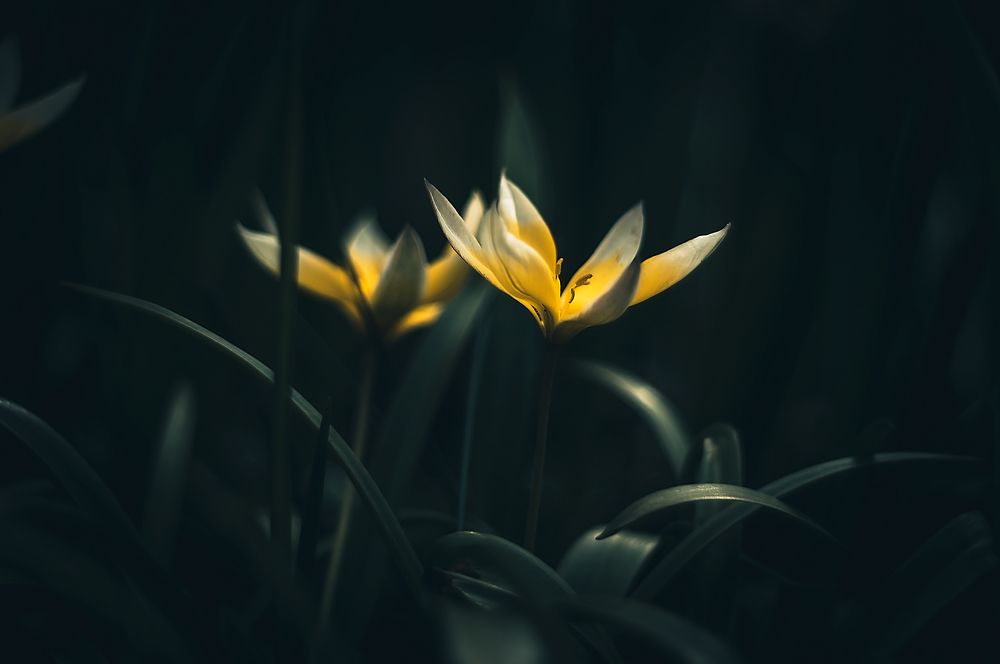 Photograph by Тараненко Анжелика