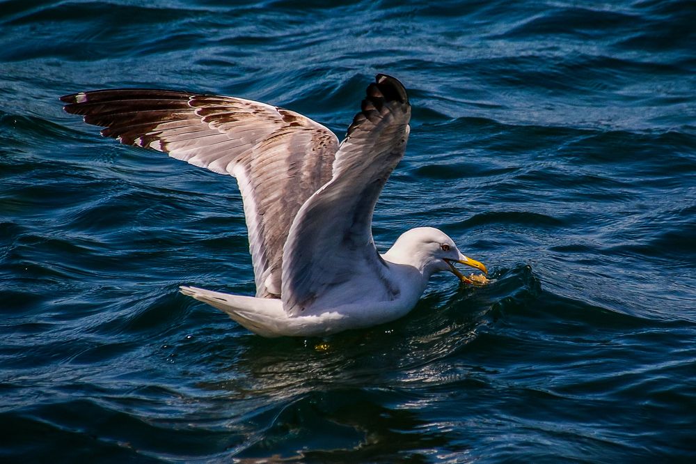 Photograph by Hisham Khatib