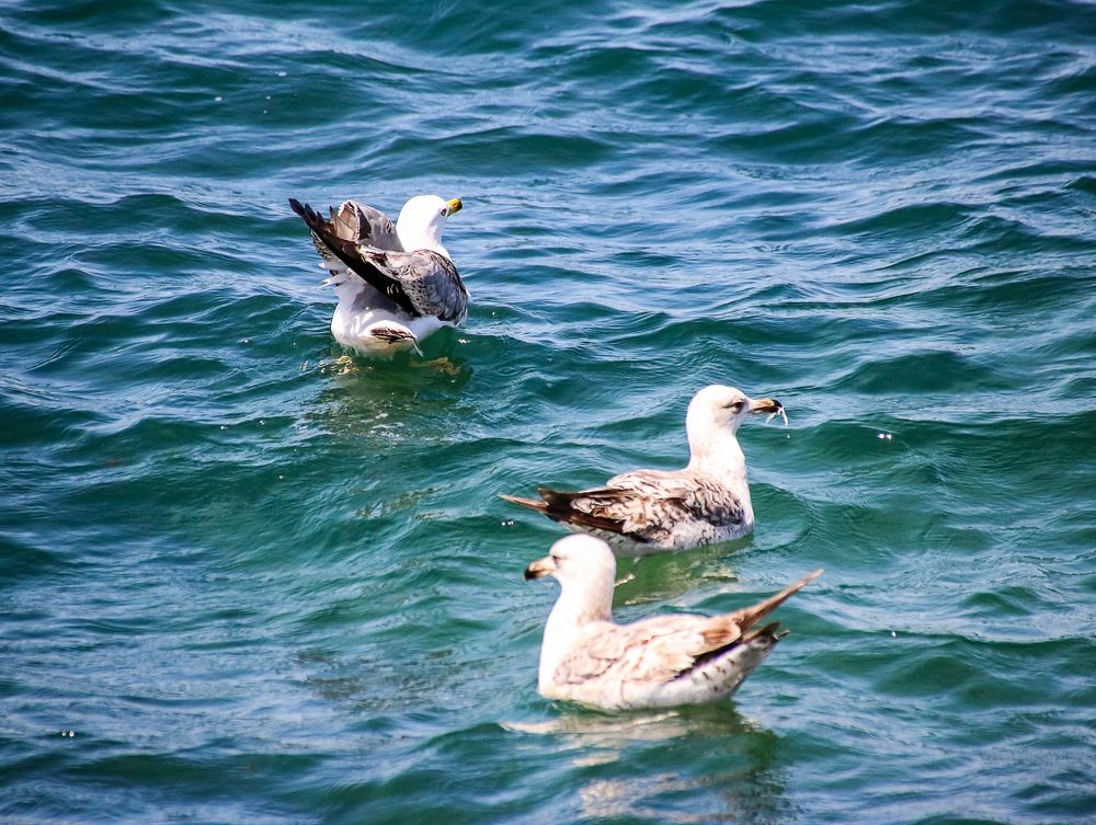 Photograph by Hisham Khatib