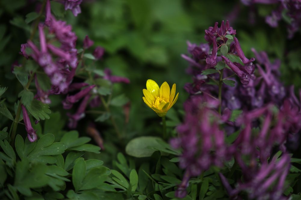 Photograph by Sergei Komlev