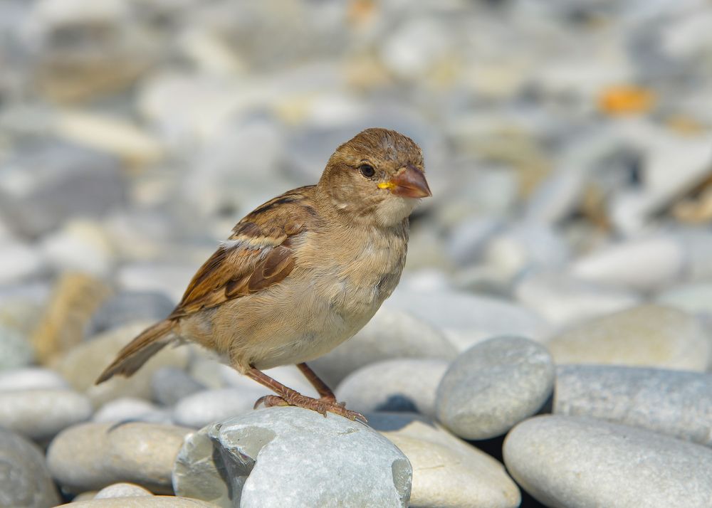 Photograph by Юрий Бичеров