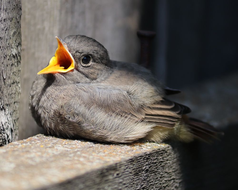 Желторотик