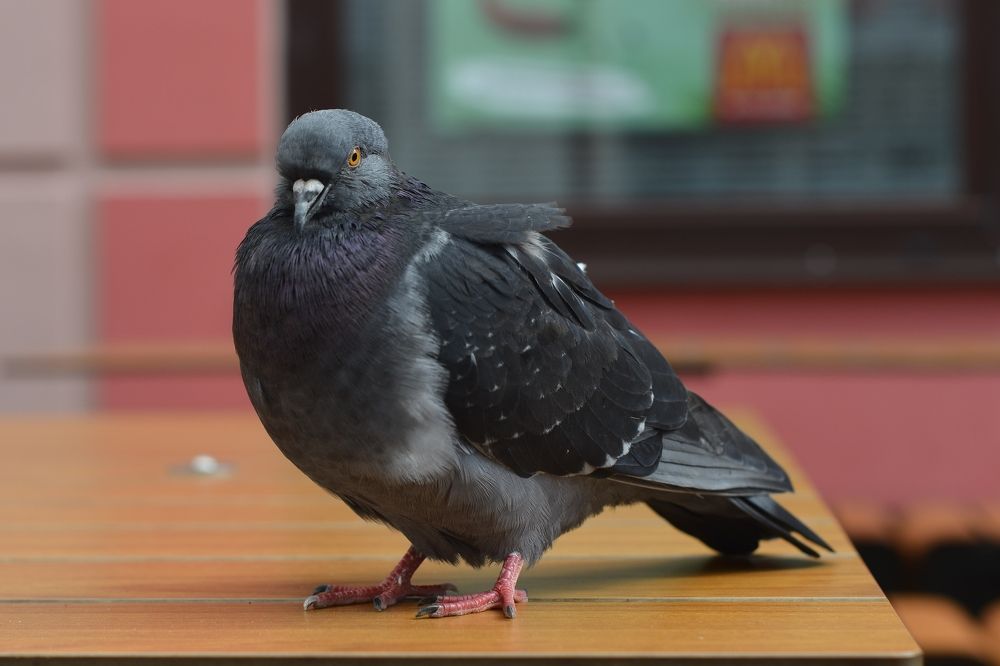 Photograph by Юрий Бичеров