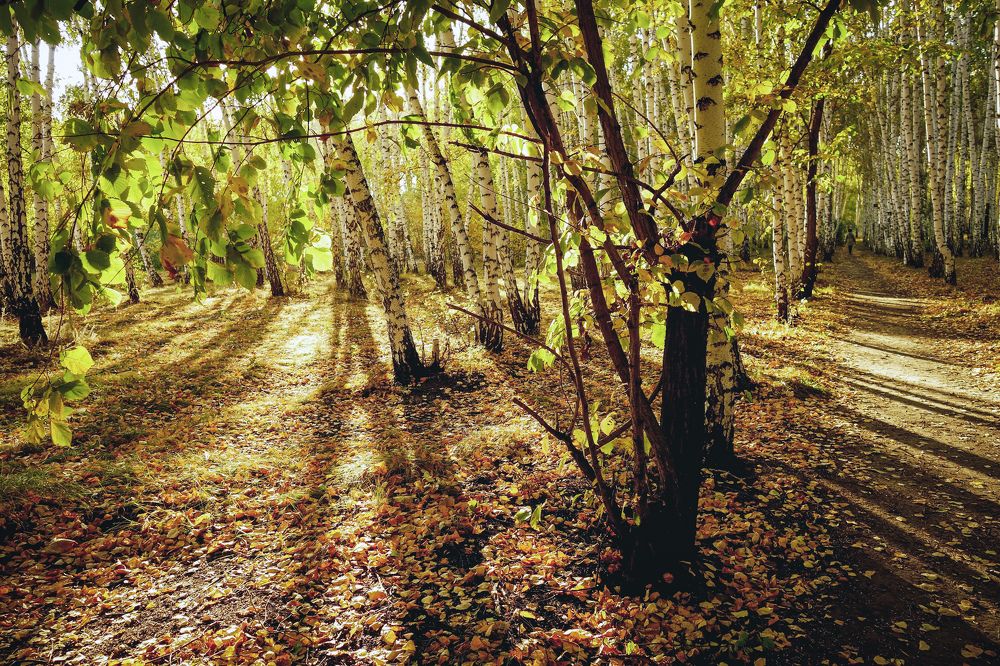 В багрец и в золото одетые леса,..