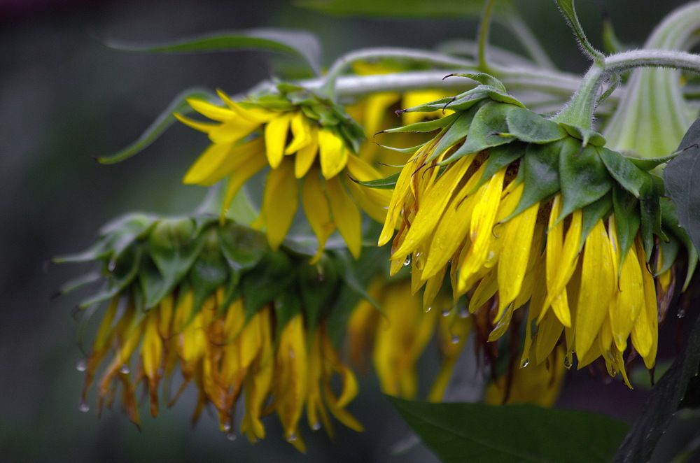 Photograph by Анатолий Святой