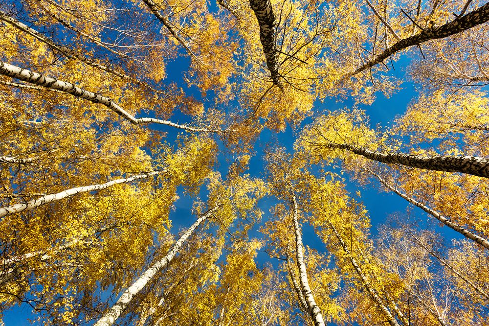 Photograph by Алексей Окунеев