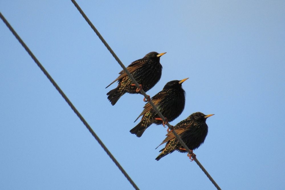 Нотки весны