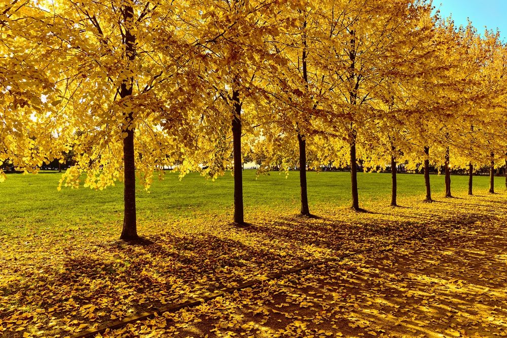 Янтарная осень