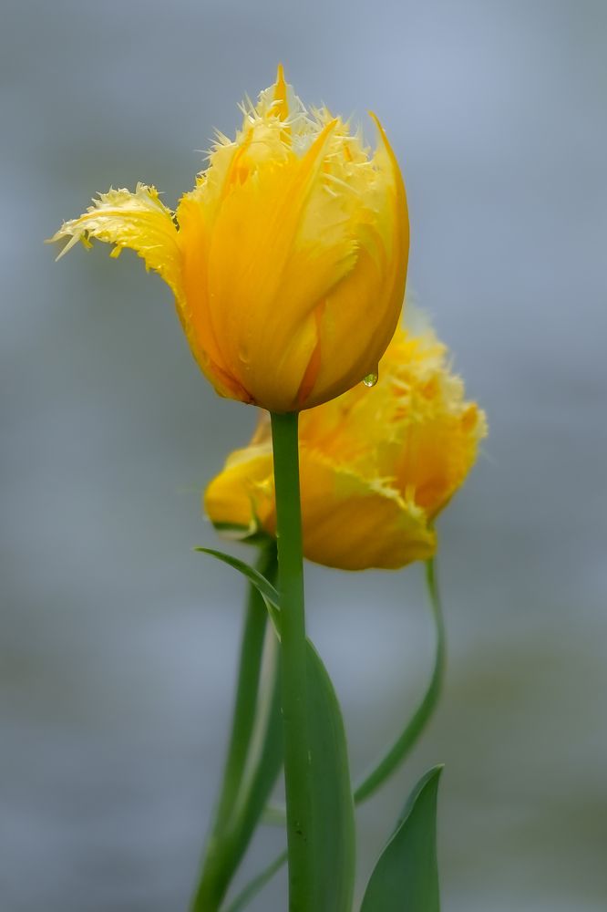 Фотография автора Jian Ma