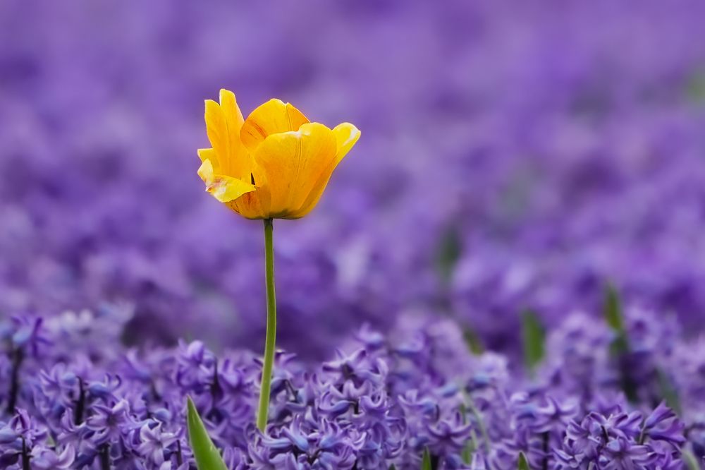 Фотография автора Jian Ma