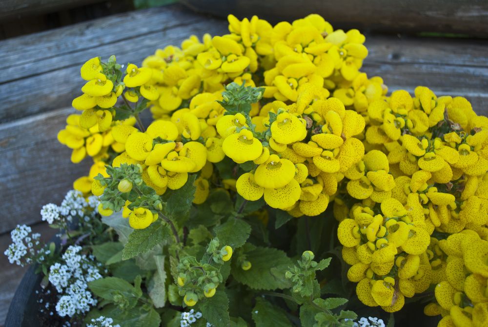 Photograph by Лилия Кондратьева