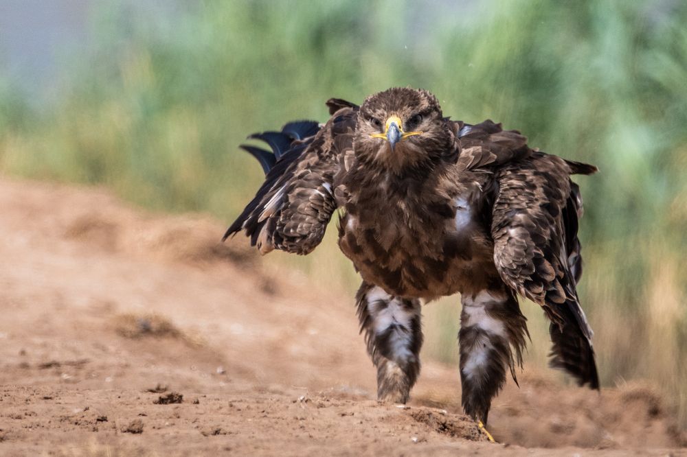 Photograph by Анна Стрелковская