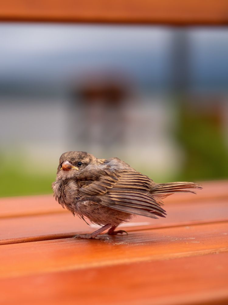 Photograph by Шейко Анна