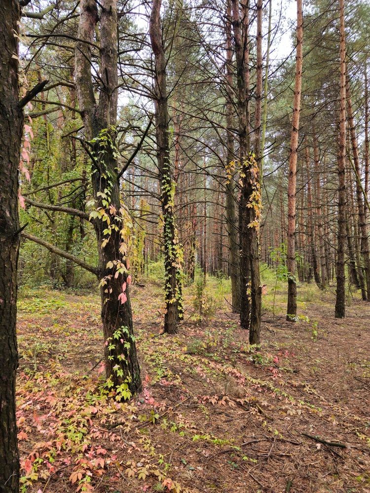 Фотография автора Александр Петуховский