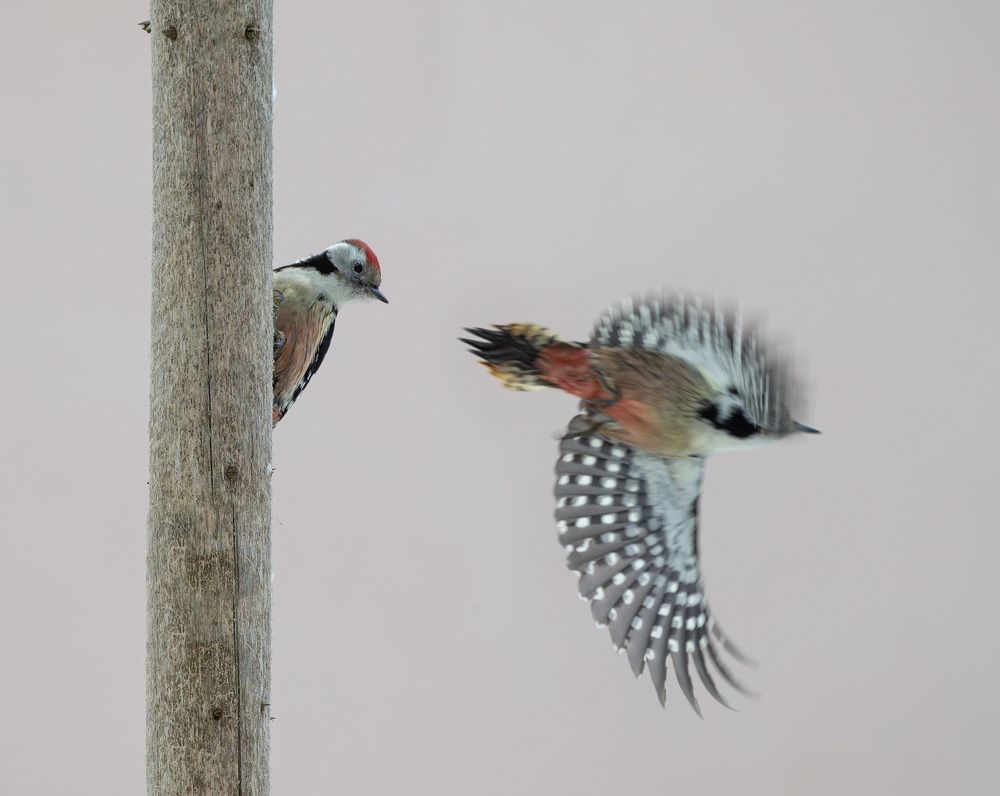 Фотография автора Анатолий Макоедов