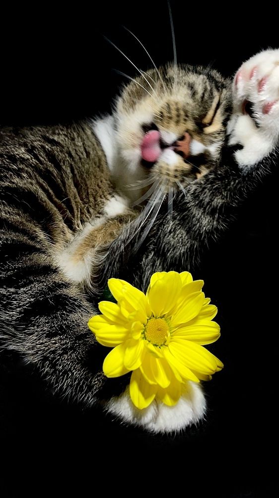 Фотография автора Ольга Каминская