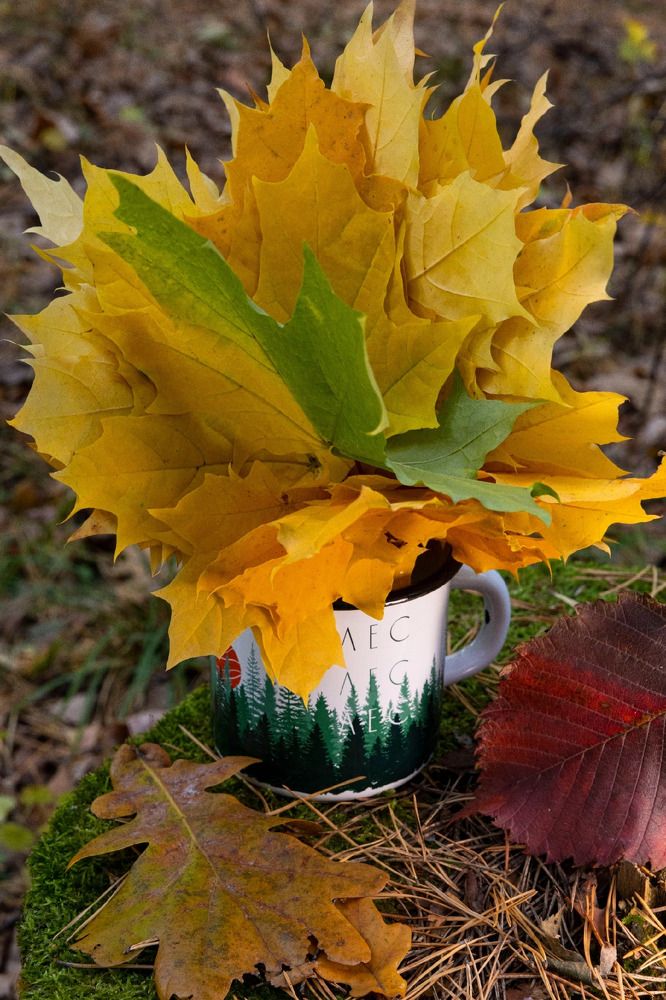 Photograph by Ольга Чибисова