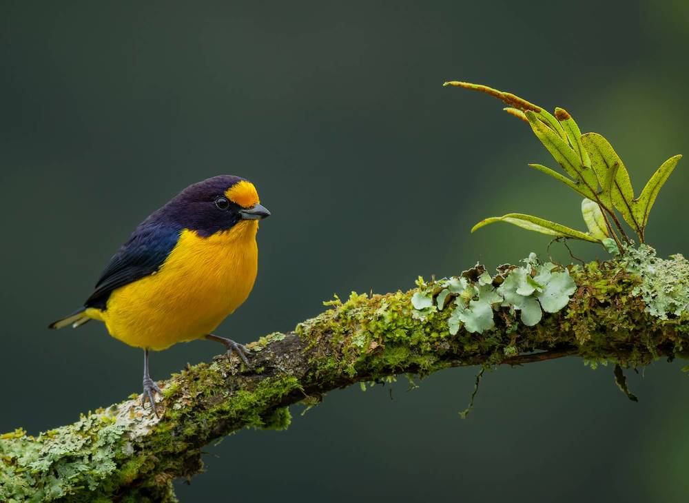 Photograph by Valdir Hobus