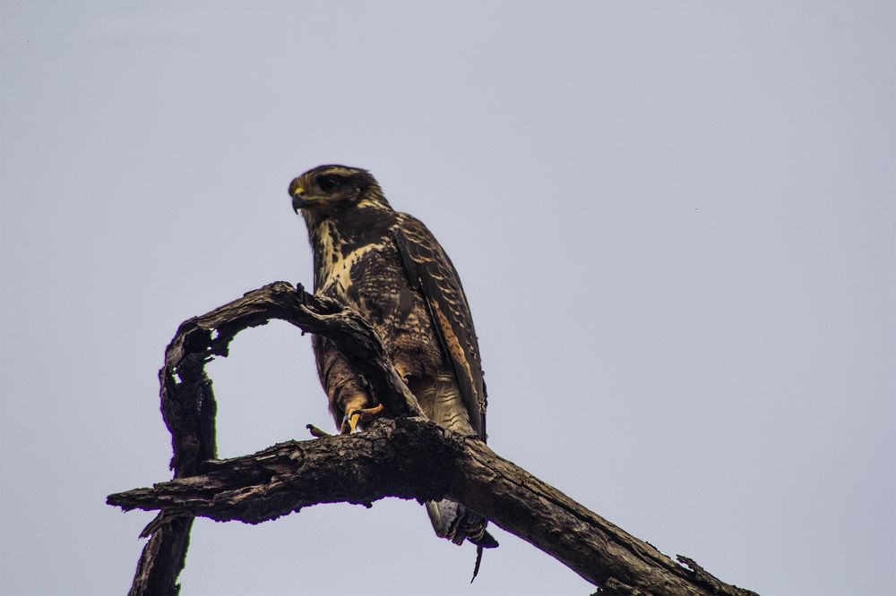 Photograph by Régis Santos