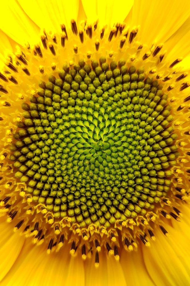 Photograph by Дарья Целуйко