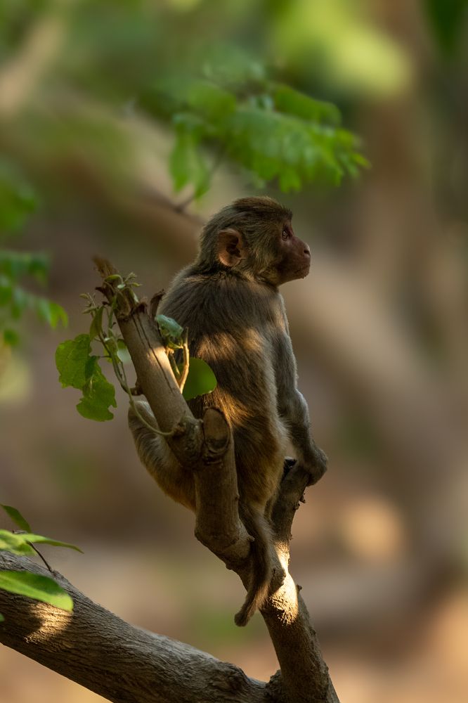 Photograph by Pranav Pula