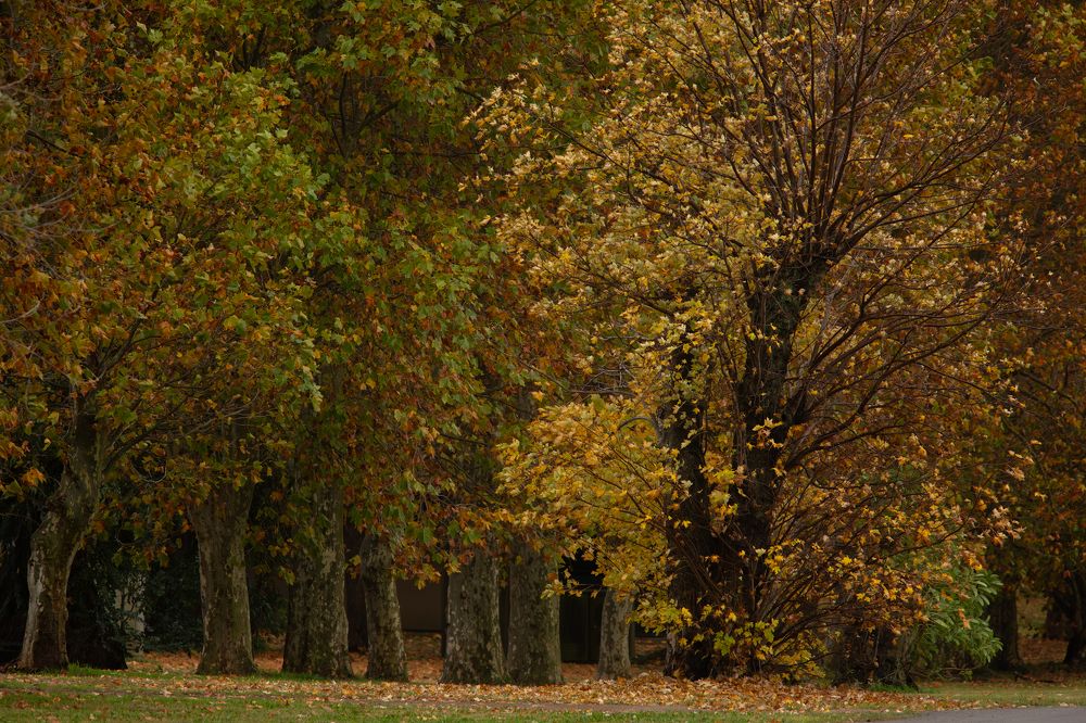 Фотография автора Carlos Gianoli