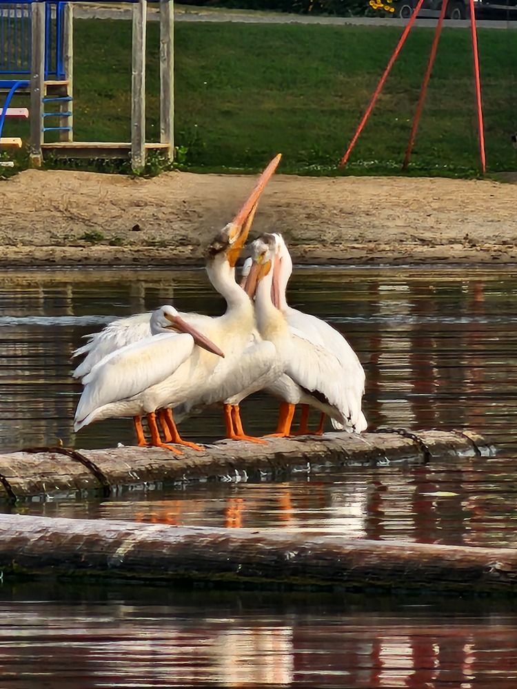 Фотография автора Al