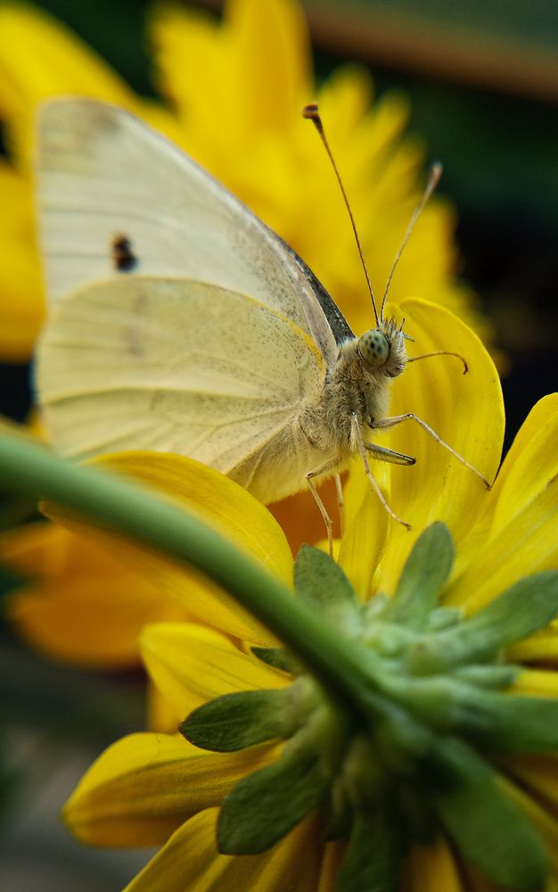 Photograph by Наталья Шумилова