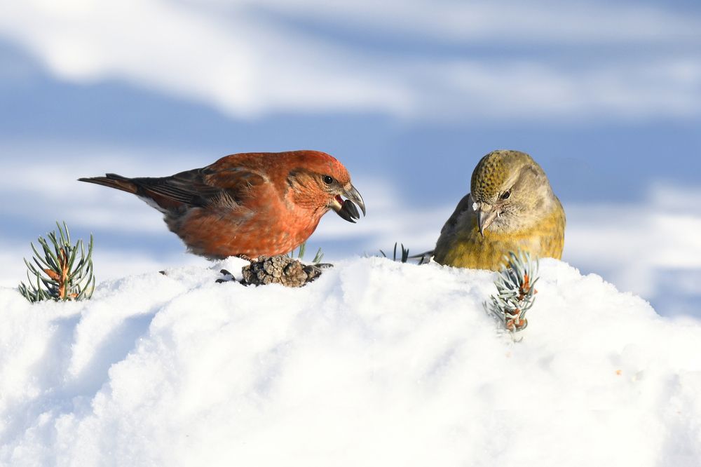 Ухаживание клеста